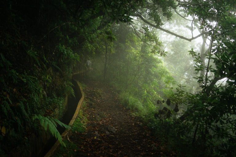 Levada do Furado, Ribeiro Frio, Madeira